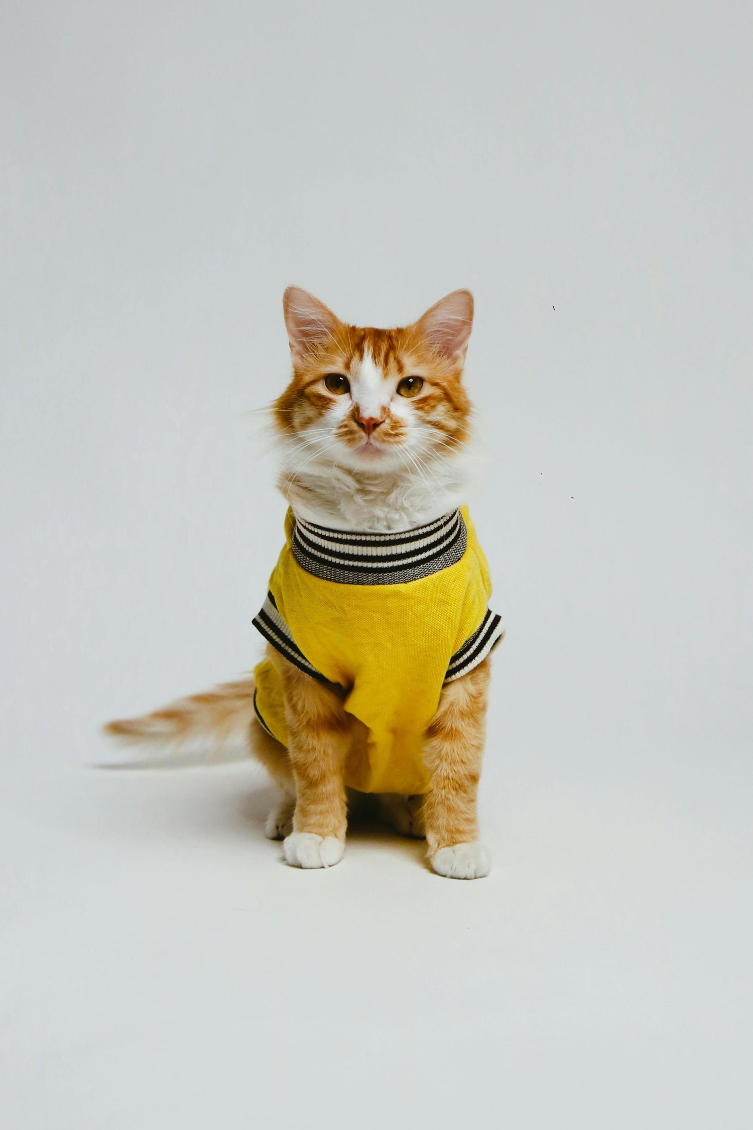 Katten Collectie