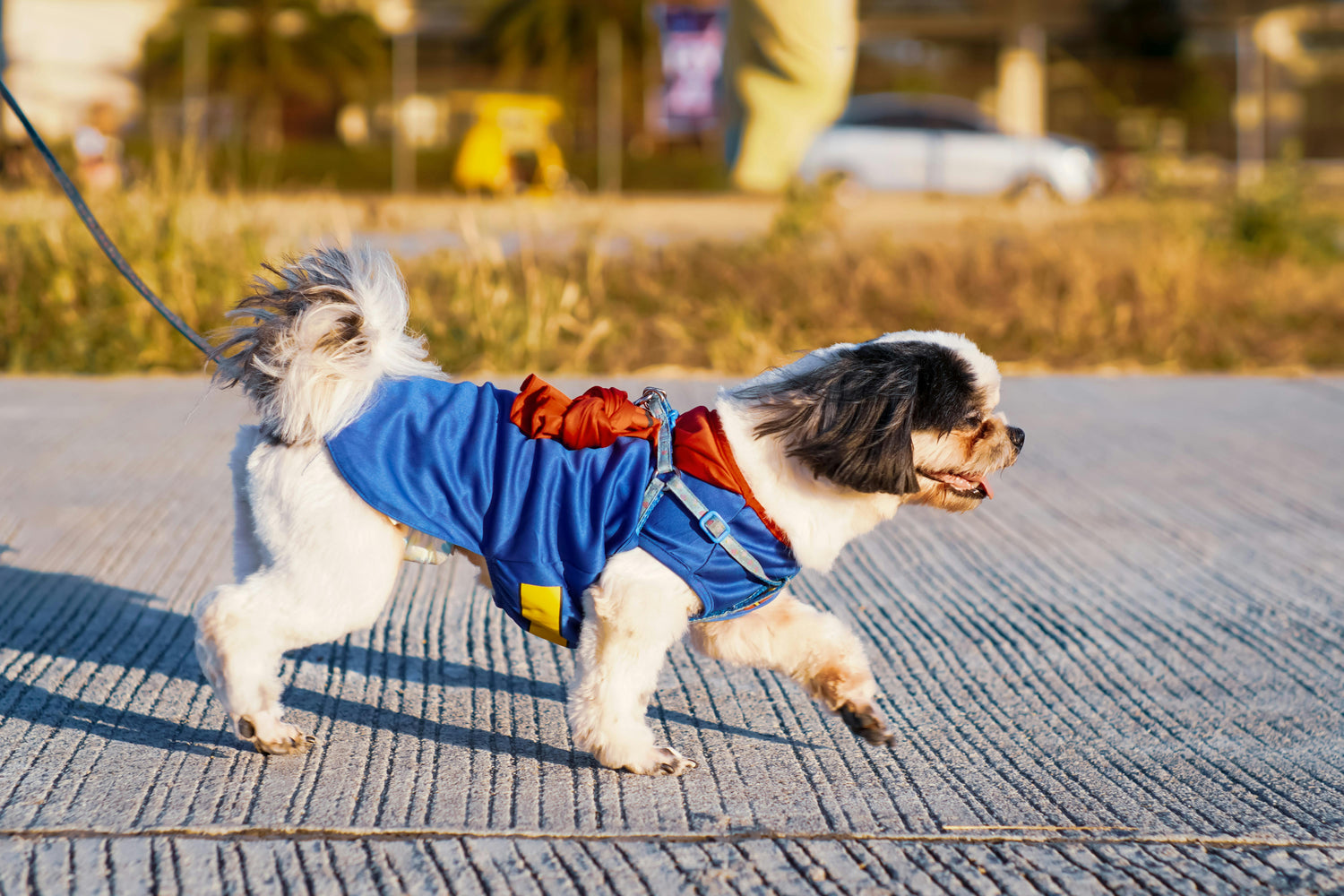 Honden Collectie