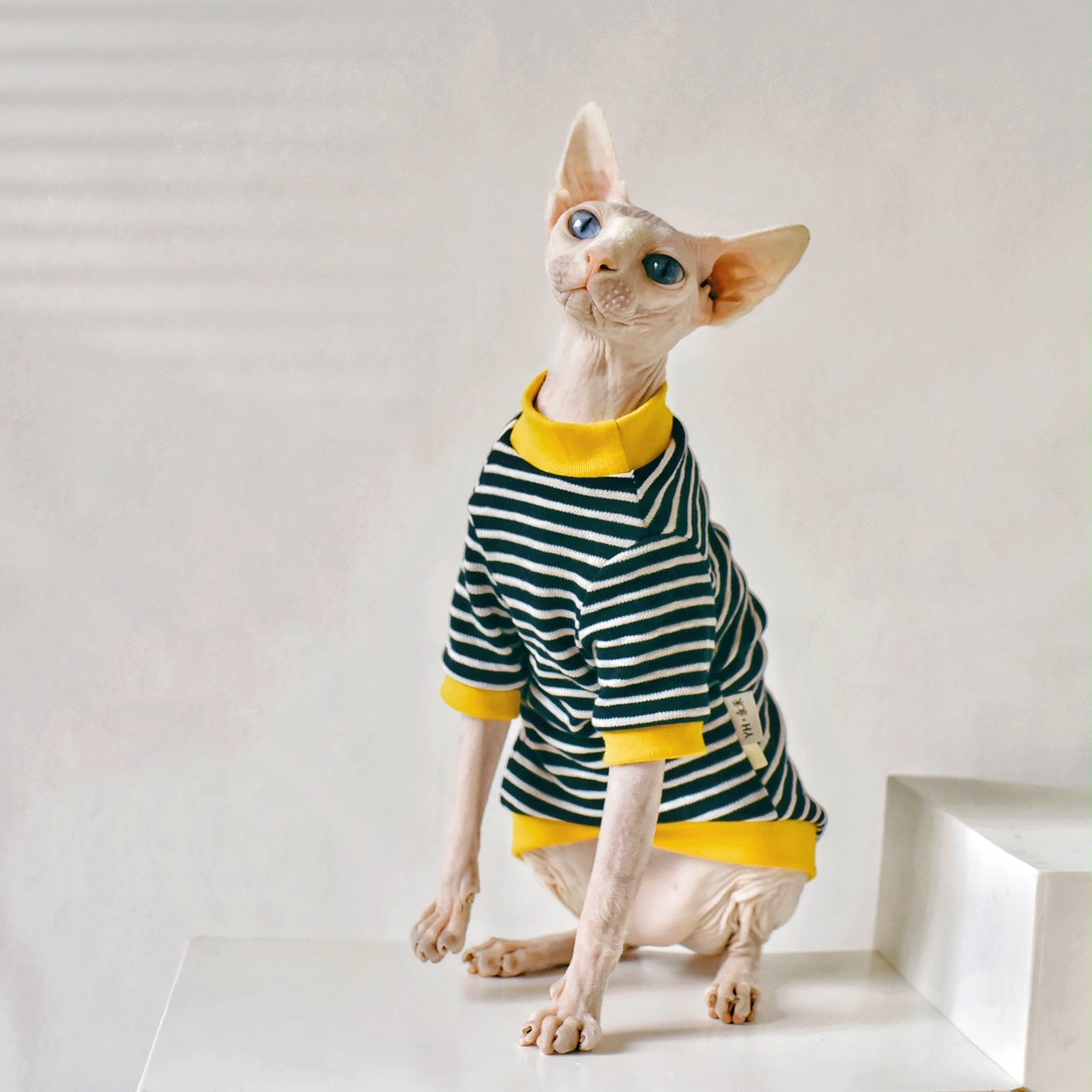 Elegante katten trui