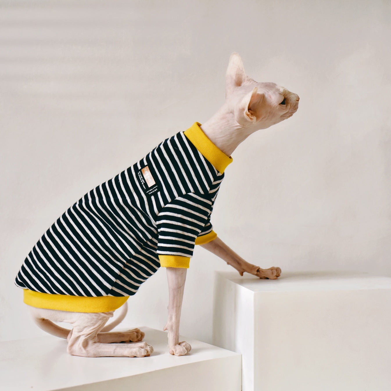 Elegante katten trui