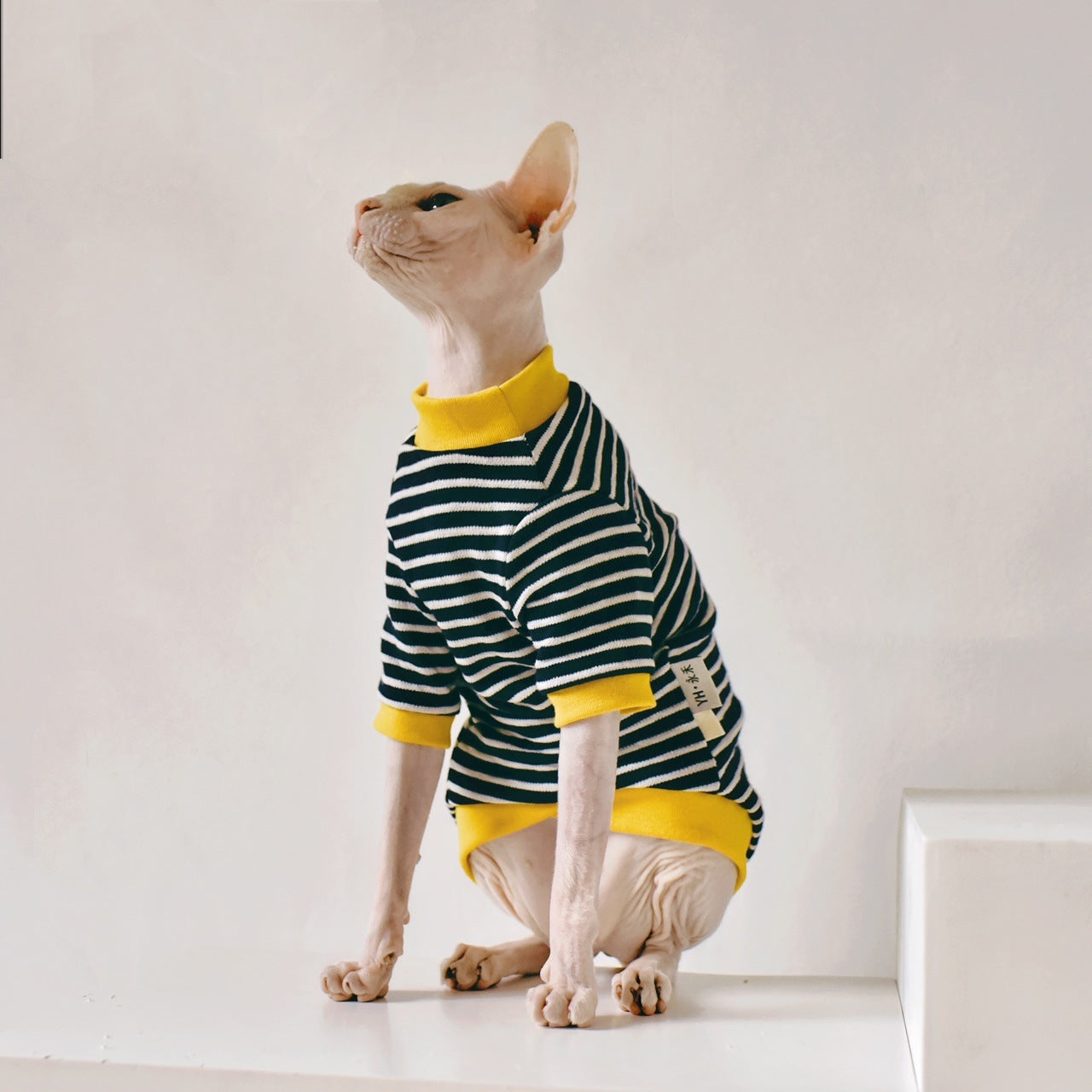 Elegante katten trui