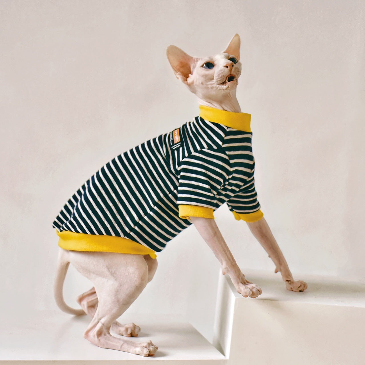 Elegante katten trui